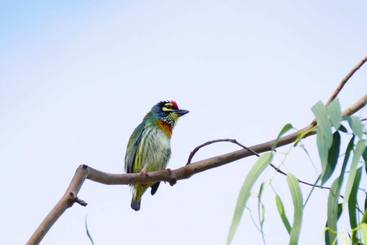 Coppersmith Barbet - ML152223281