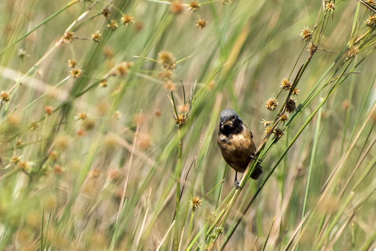 Dark-throated Seedeater - ML152224181