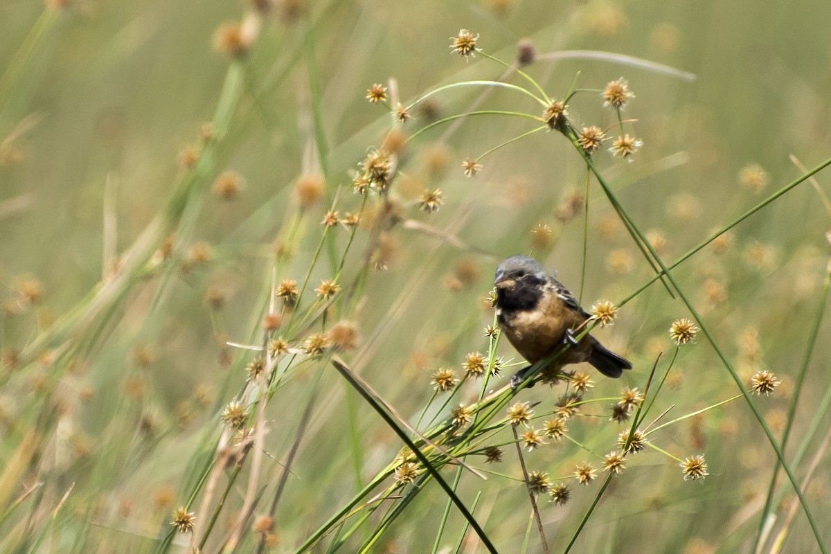 Dark-throated Seedeater - ML152224191