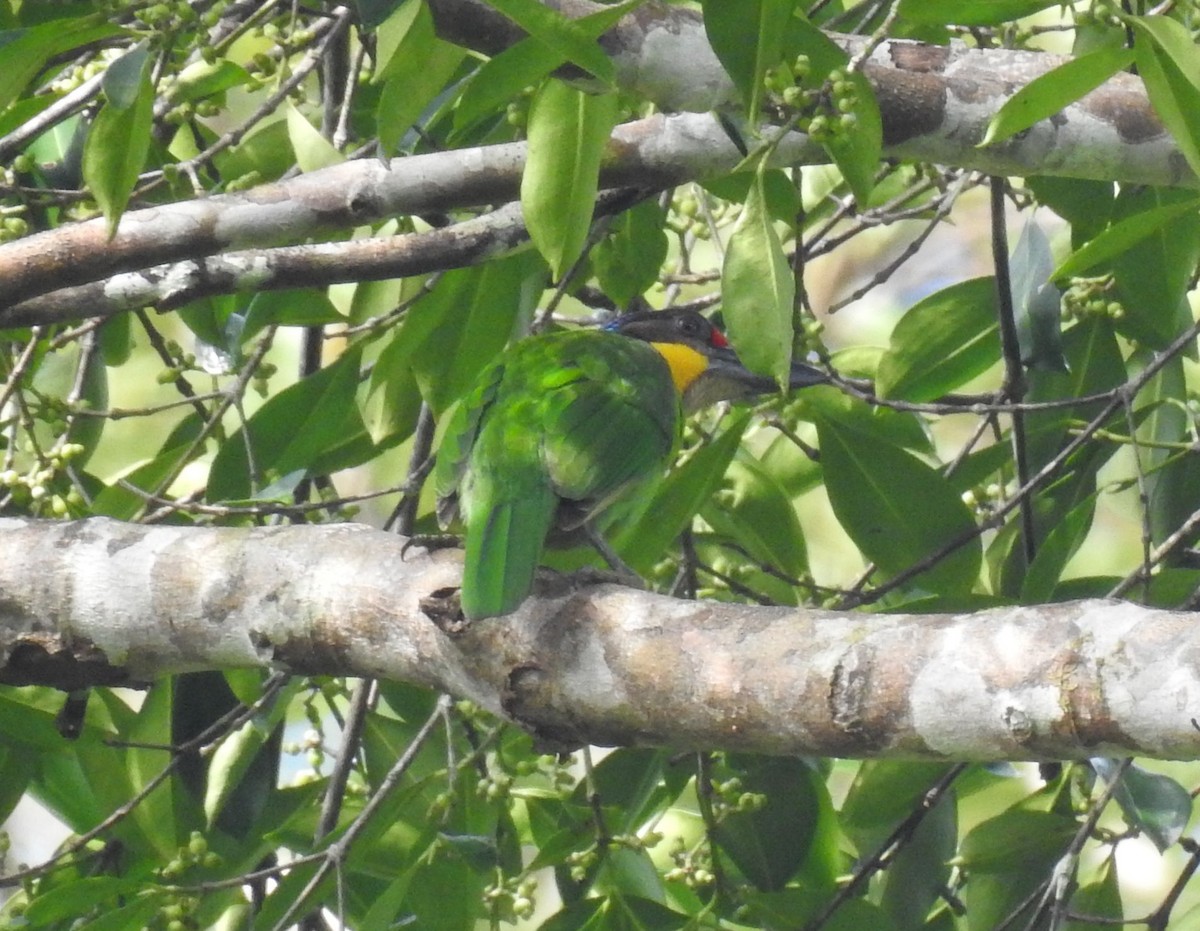 Gold-whiskered Barbet (Gold-whiskered) - Phoenix Kwan