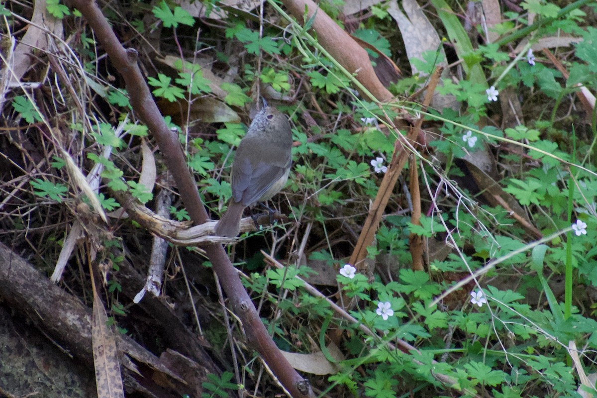 Brown Thornbill - ML152224901