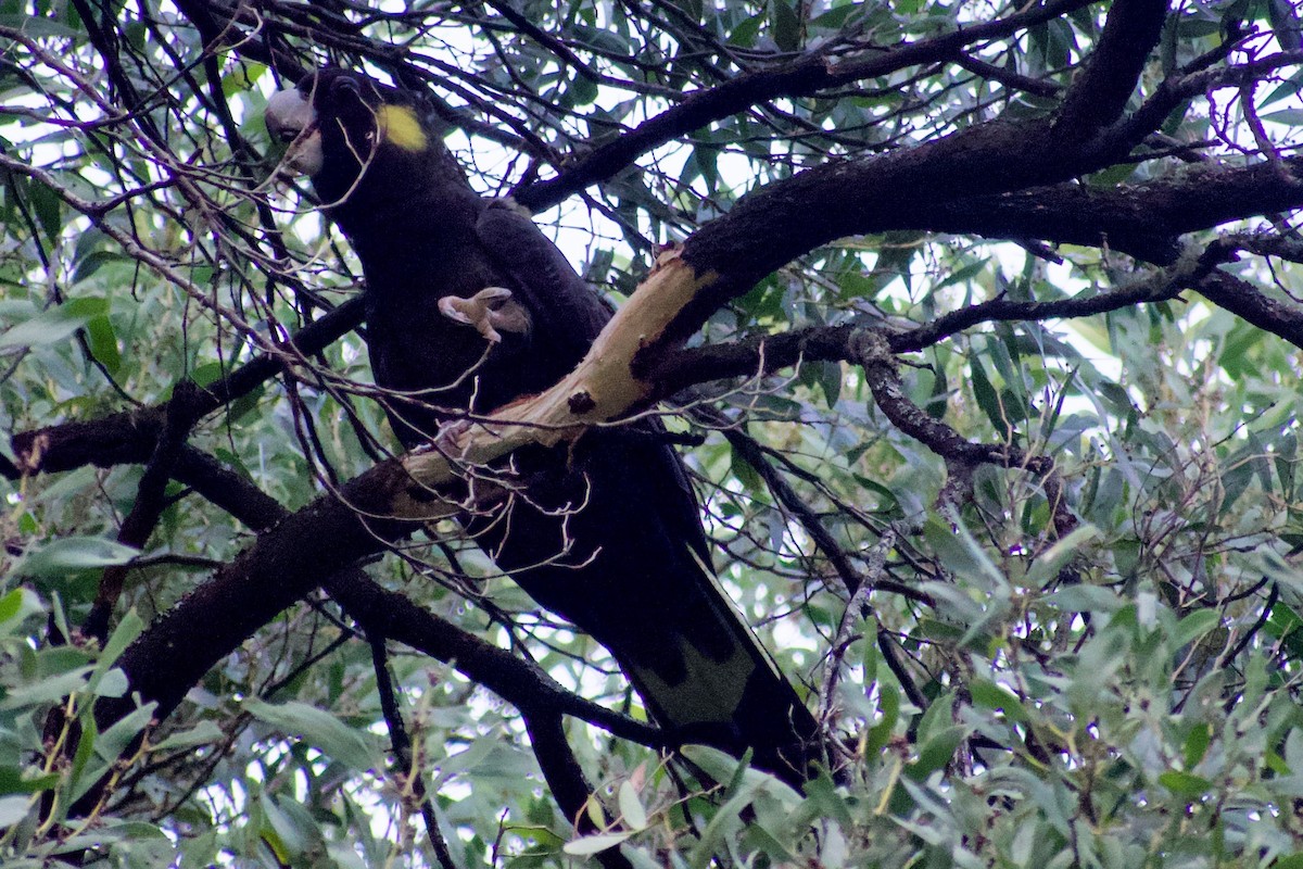 Yellow-tailed Black-Cockatoo - Lance Rathbone