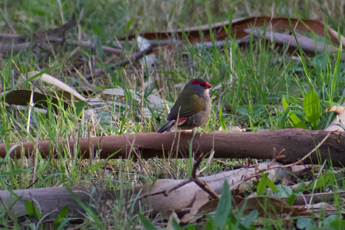 Red-browed Firetail - ML152224921