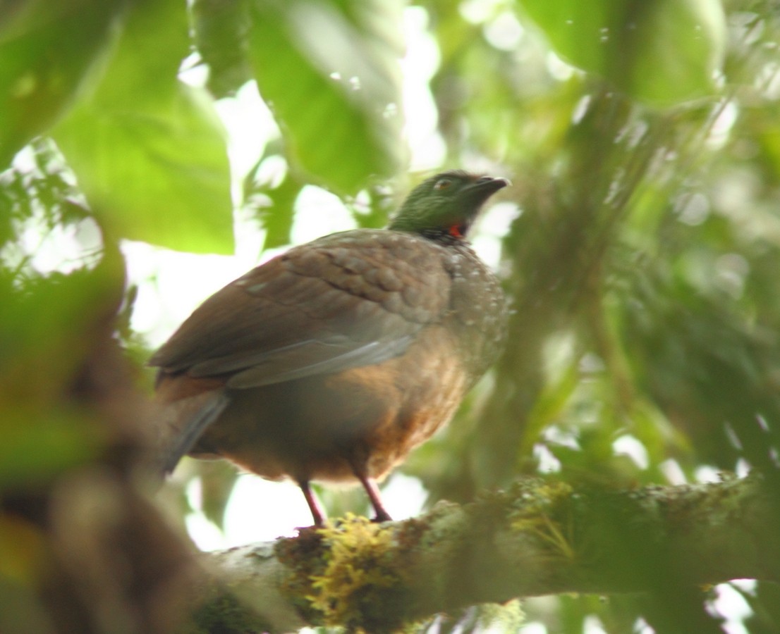 Andean Guan - ML152225051