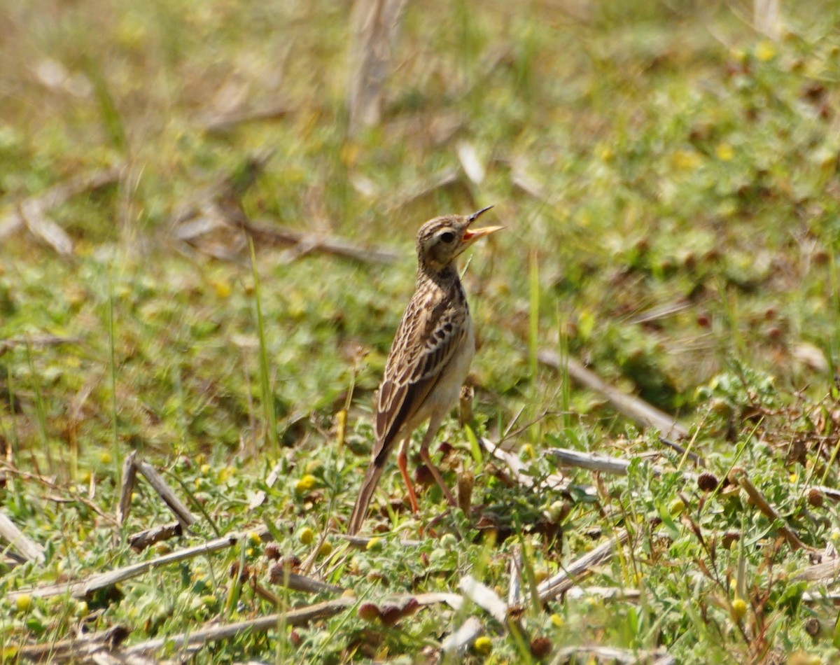 Paddyfield Pipit - ML152225191