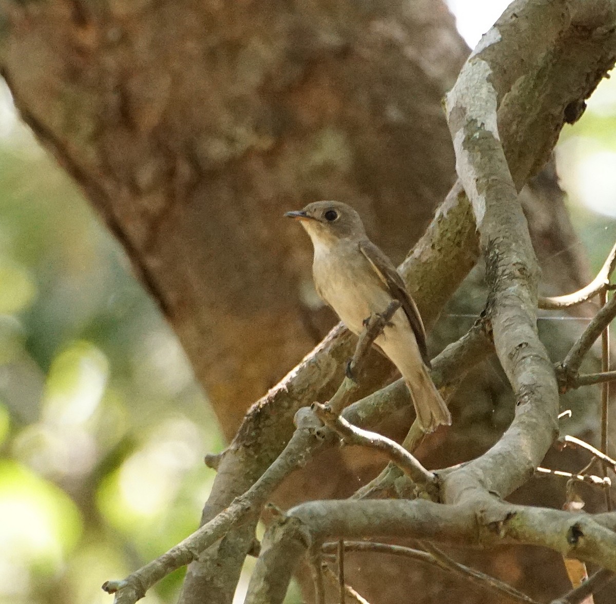 Asian Brown Flycatcher - Raghavendra  Pai