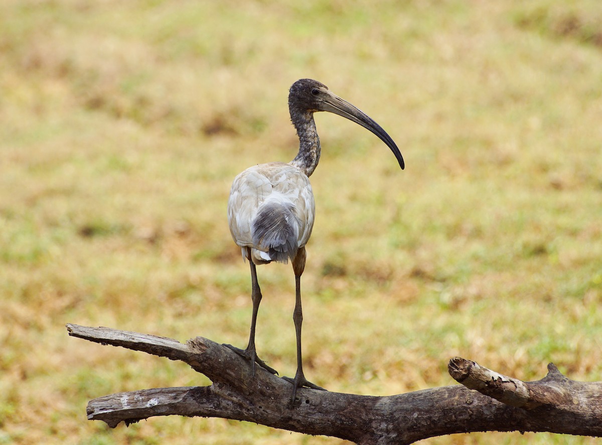 Black-headed Ibis - ML152225211