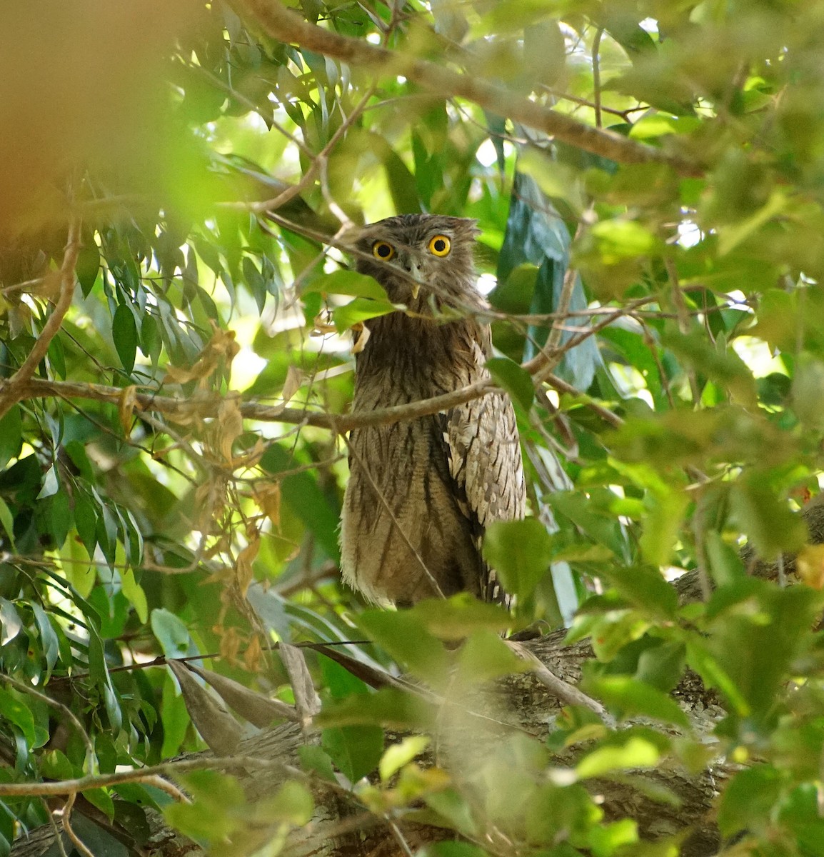 Brown Fish-Owl - Raghavendra  Pai