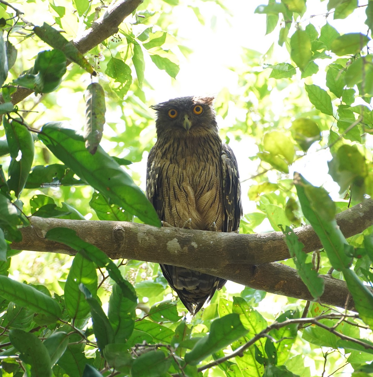 Brown Fish-Owl - ML152225261