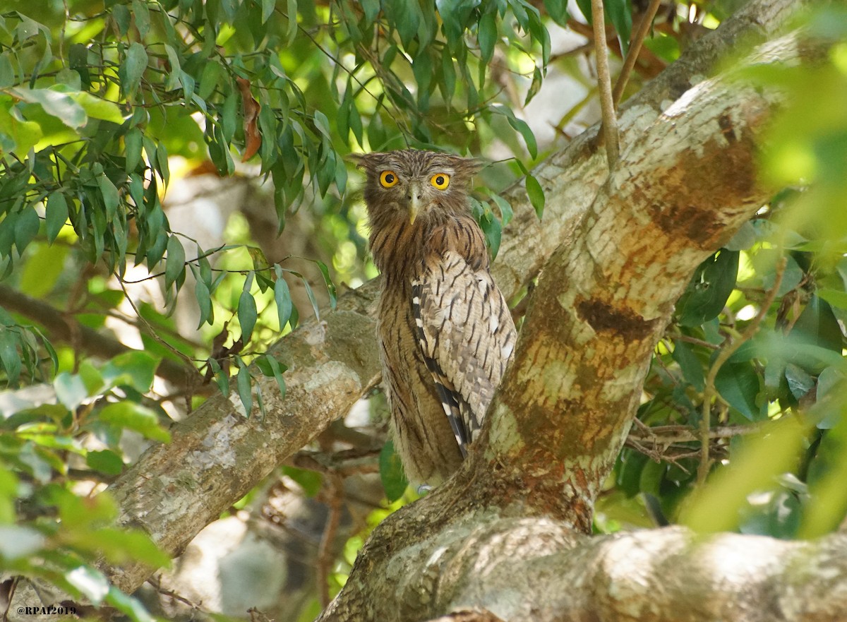 Brown Fish-Owl - ML152225271