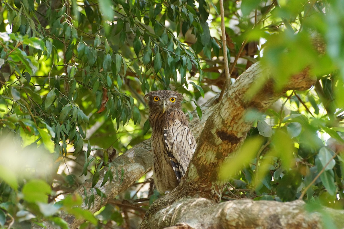 Brown Fish-Owl - ML152225281