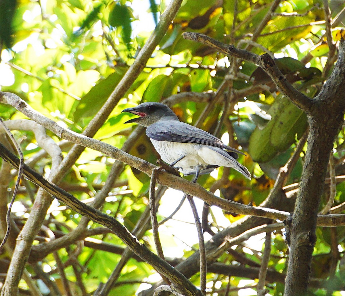 Large Cuckooshrike - ML152225391