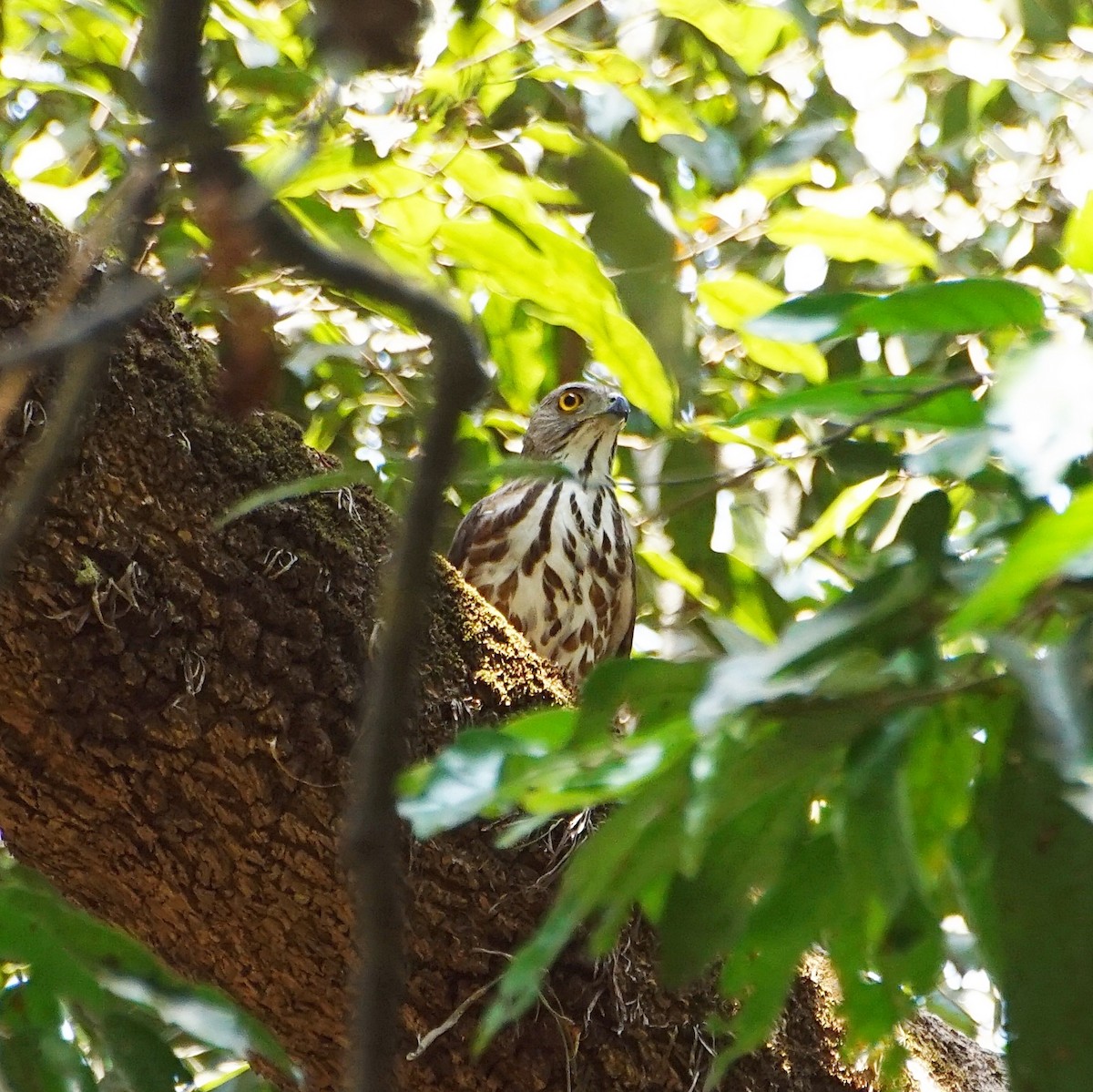 Crested Goshawk - ML152225411