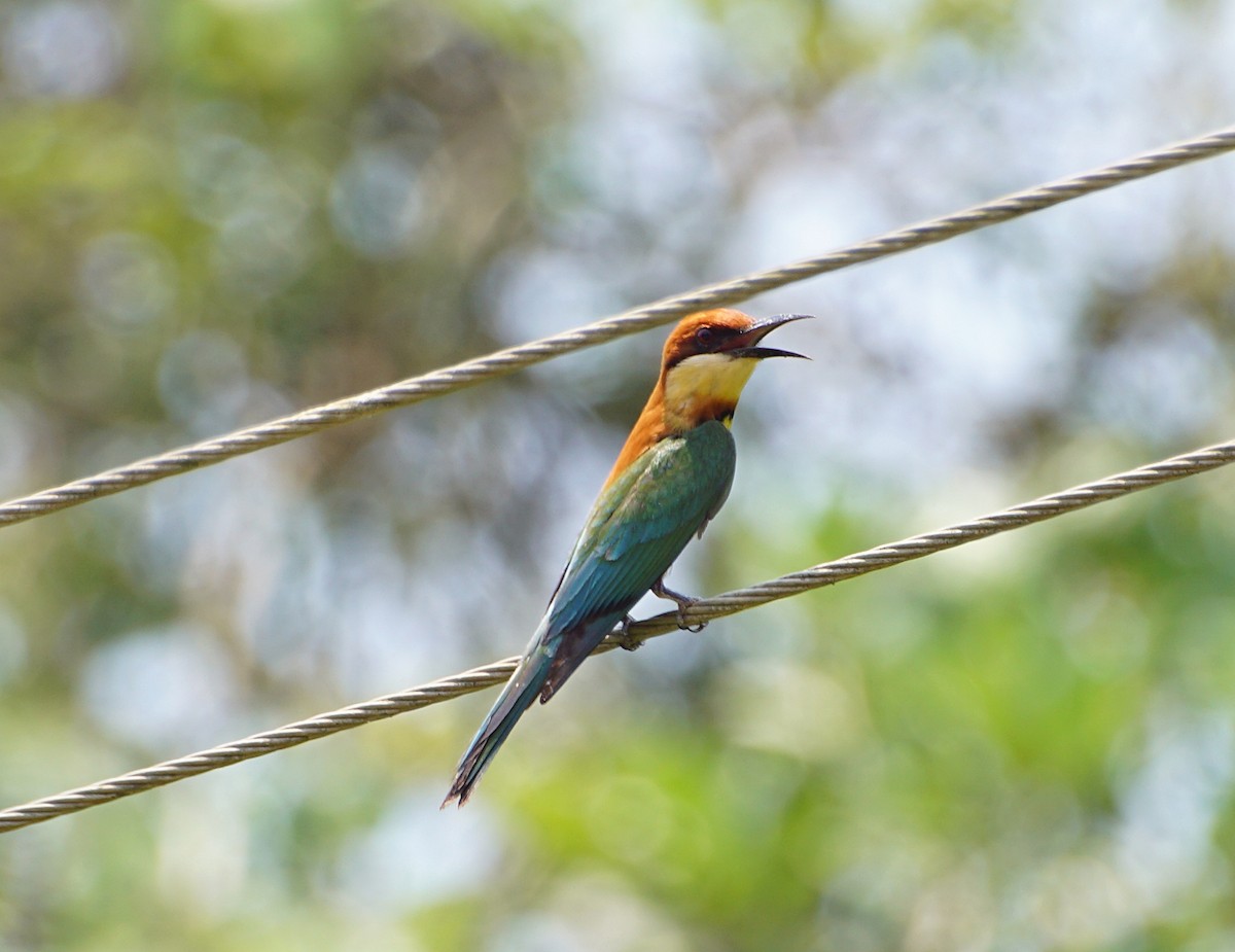Chestnut-headed Bee-eater - Raghavendra  Pai