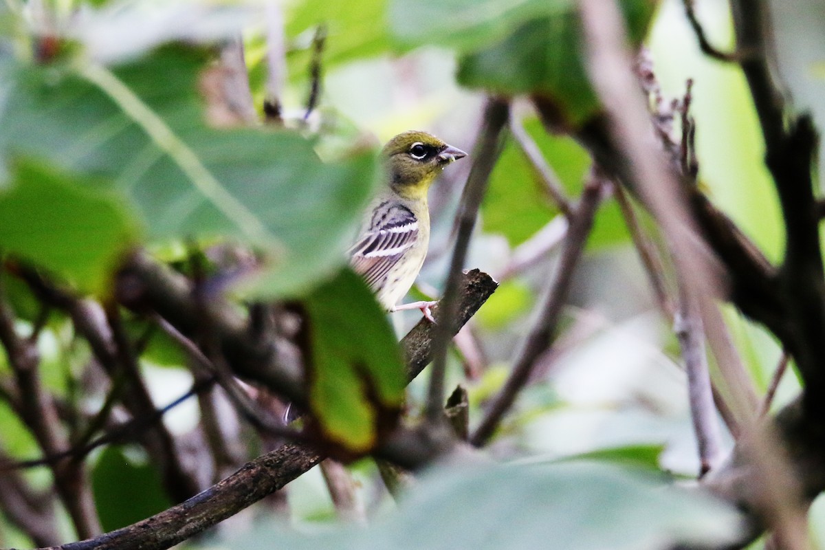 strnad podhorský - ML152225851