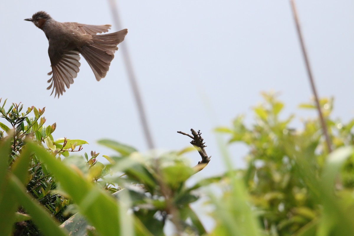 Brown-eared Bulbul - ML152225951