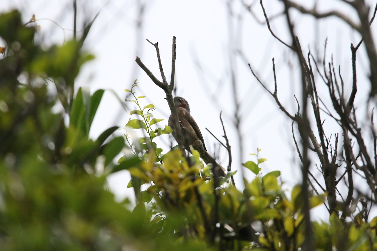 Brown-eared Bulbul - ML152225961