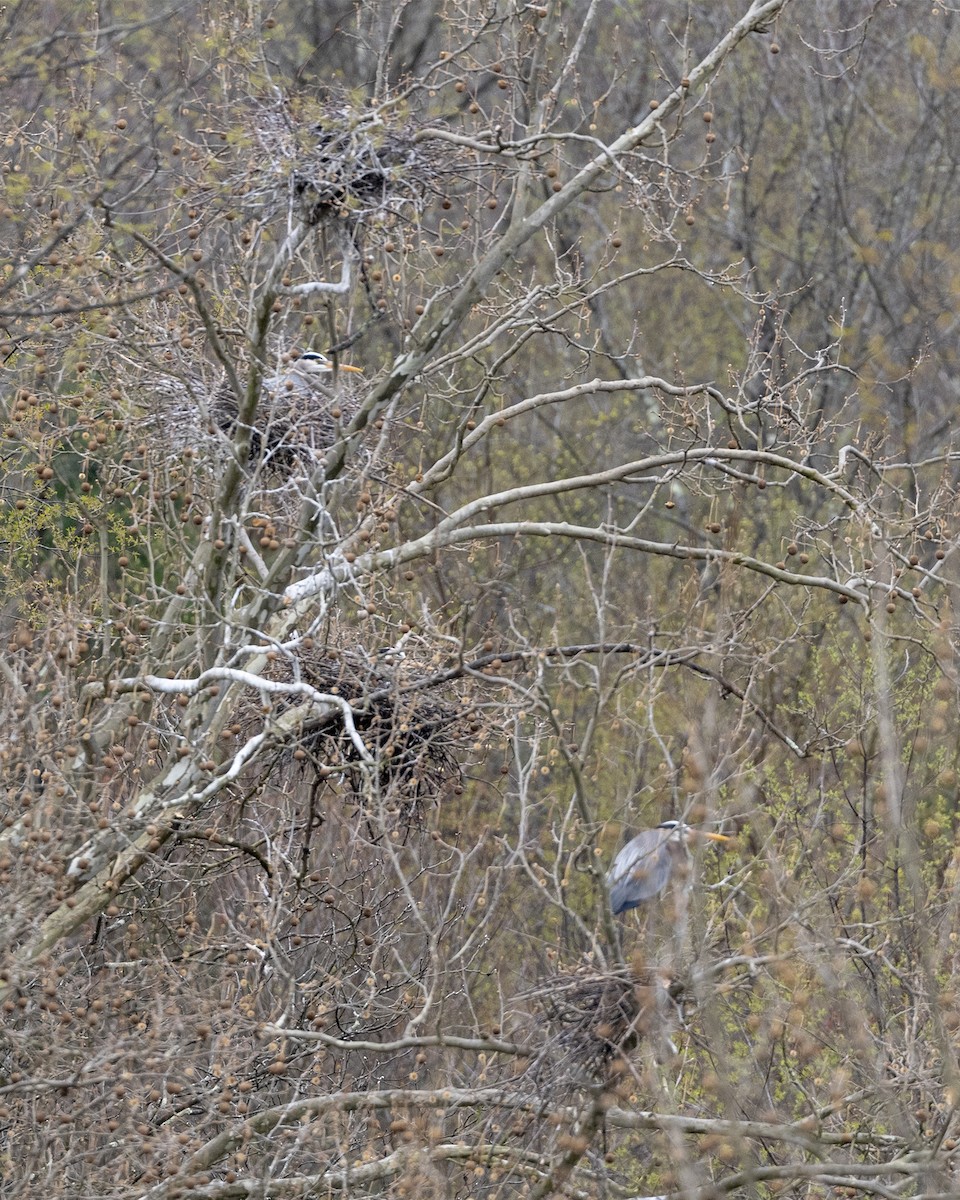 Great Blue Heron - ML152226031