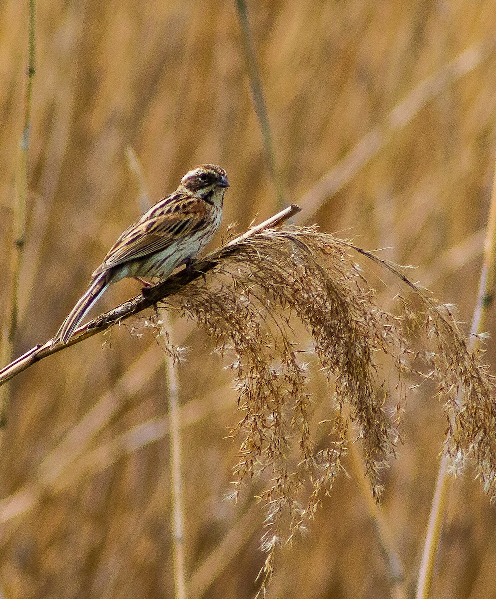 Reed Bunting - ML152227291