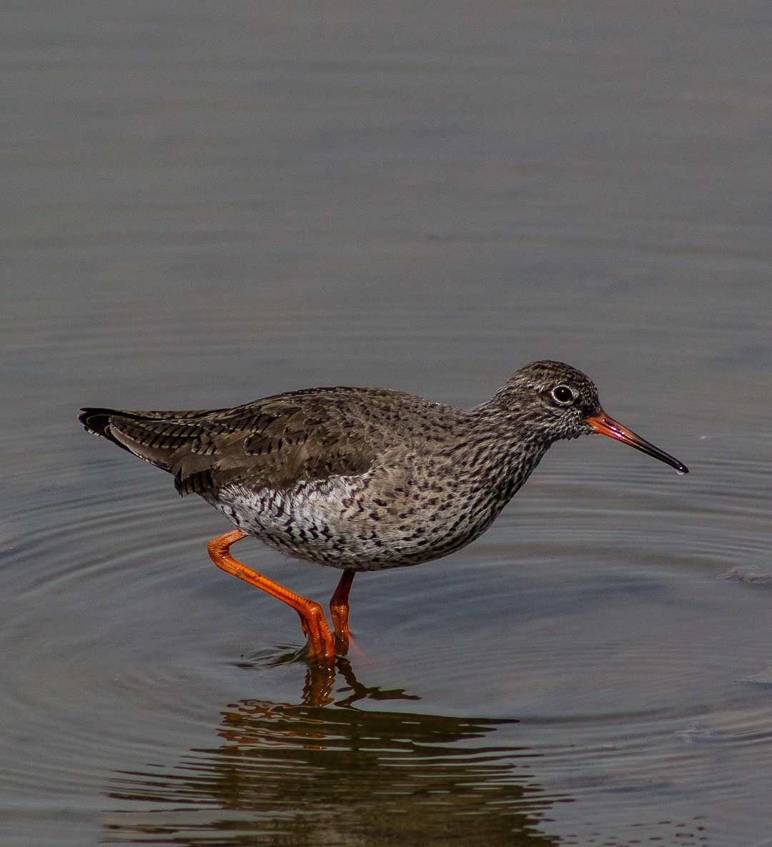 Common Redshank - ML152227301