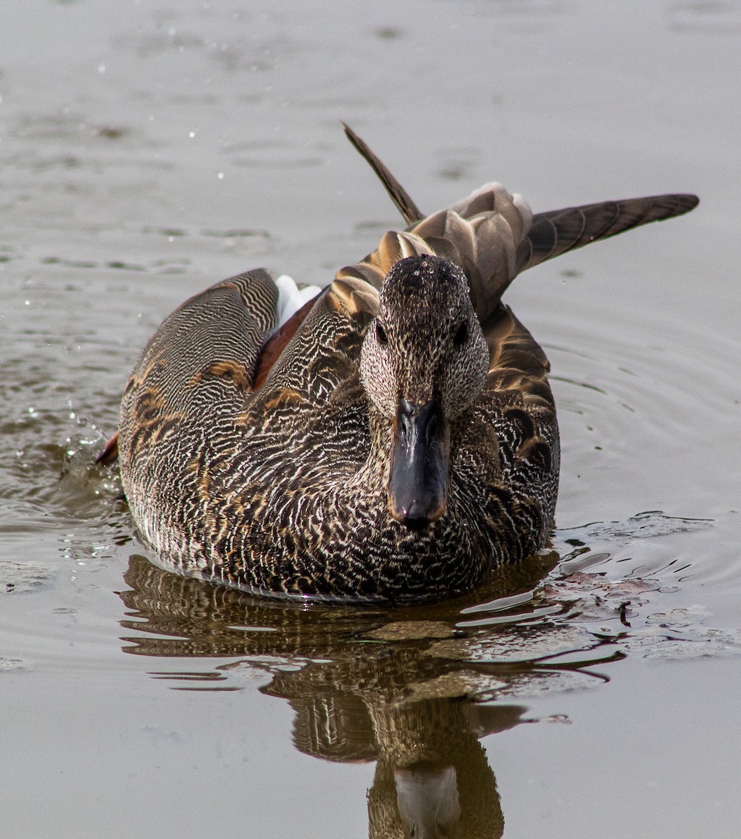 Gadwall - ML152227311