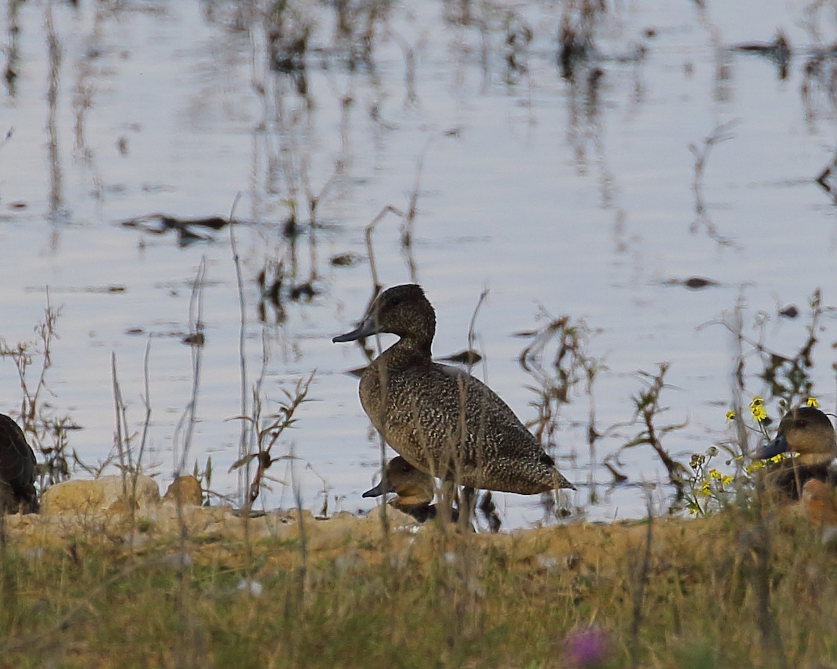 Freckled Duck - ML152227761