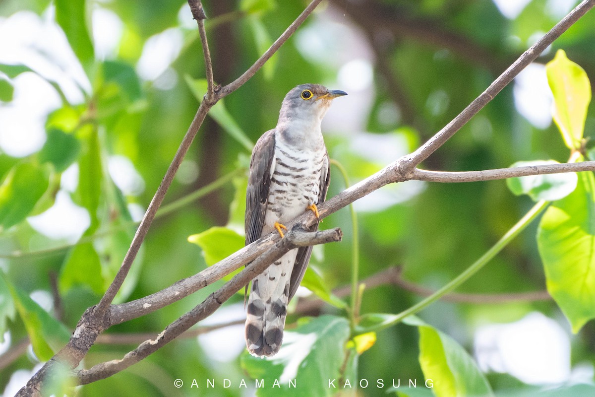 Indian Cuckoo - Andaman Kaosung