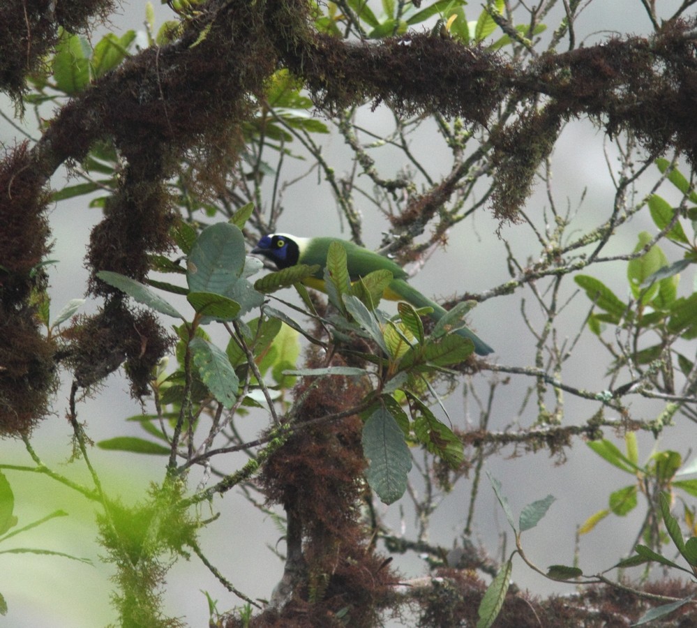 Green Jay - ML152227851