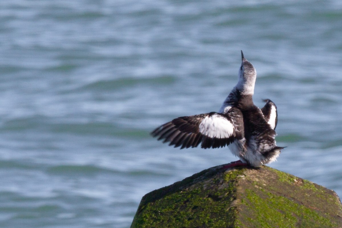 Black Guillemot - Martin H. Horny