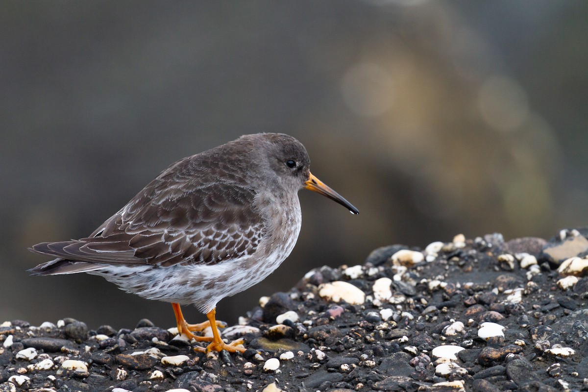 Purple Sandpiper - Martin H. Horny