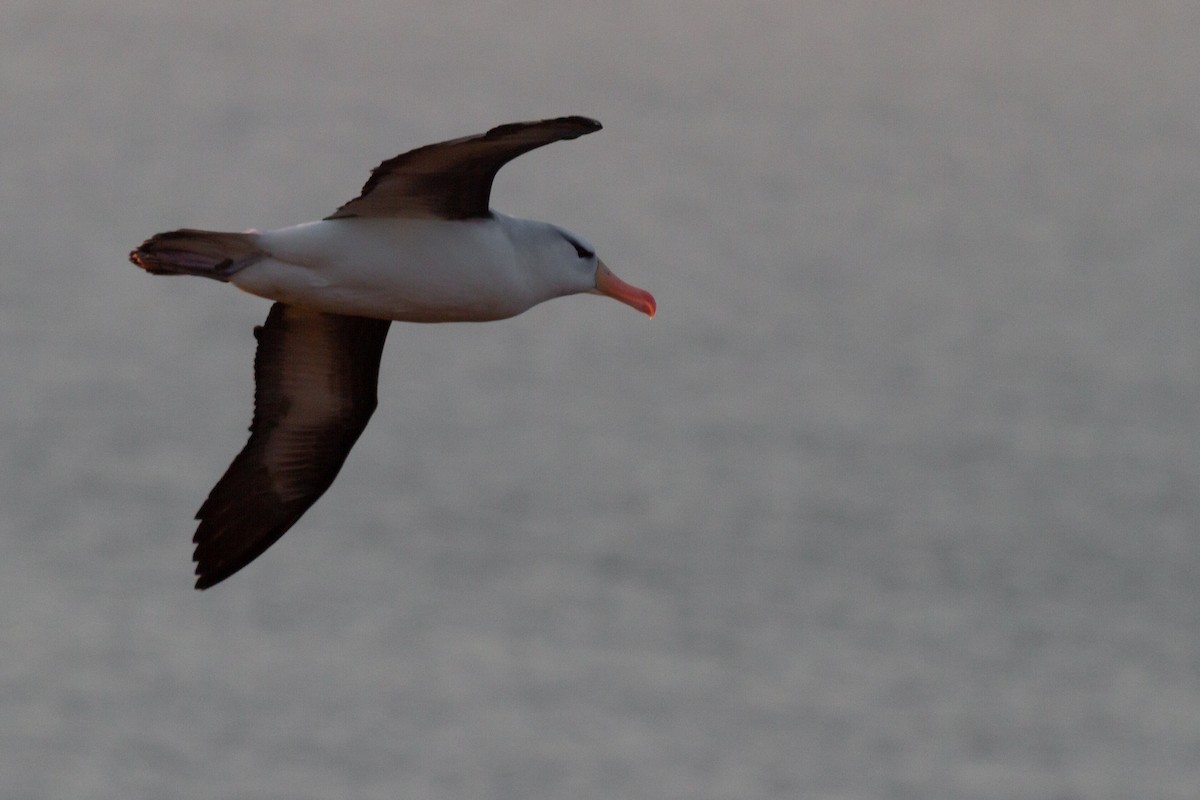 Black-browed Albatross - ML152228561