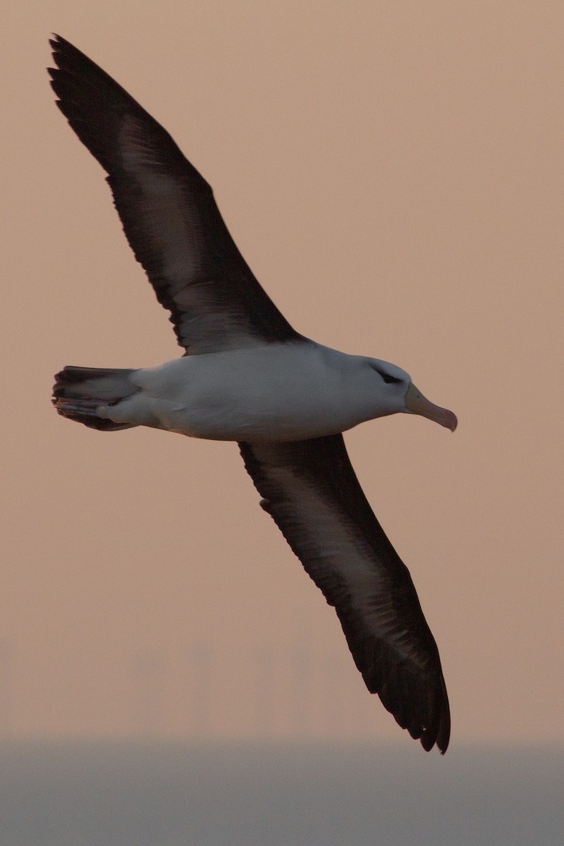 Black-browed Albatross - ML152228611