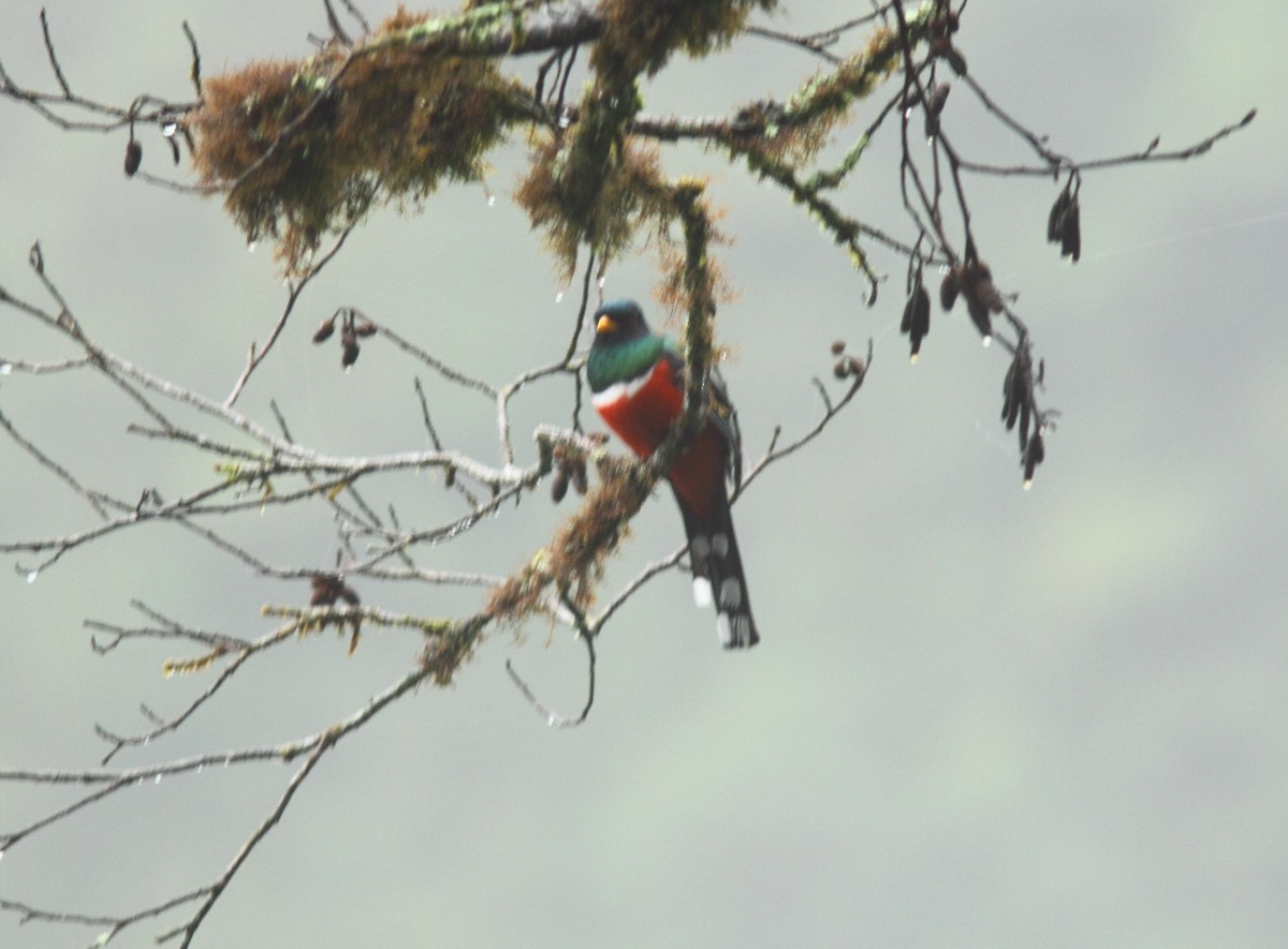 Trogon masqué - ML152228731