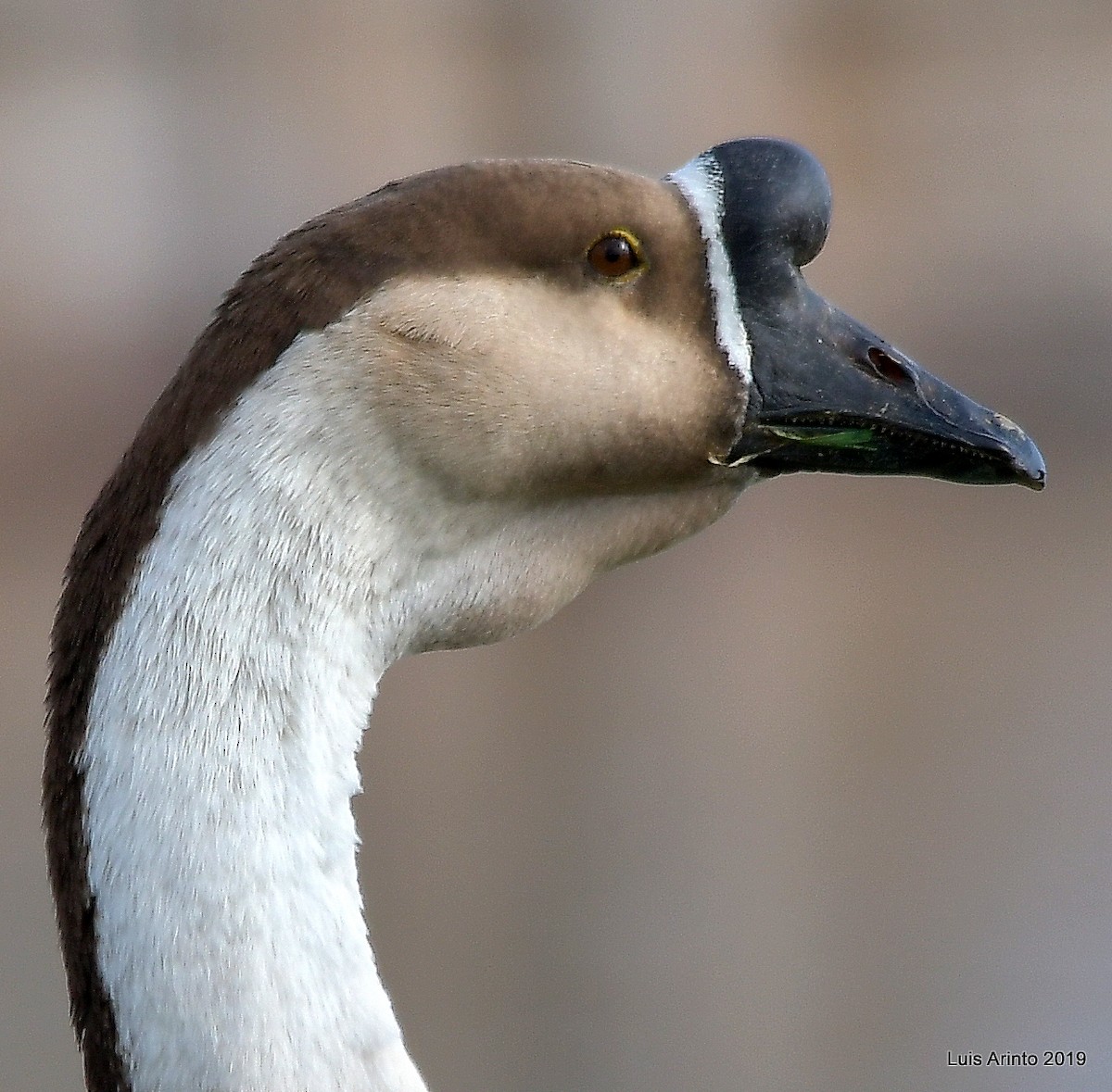 Swan Goose (Domestic type) - ML152229761