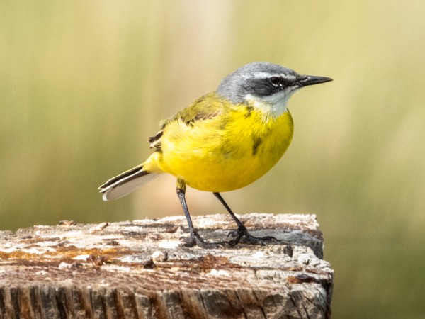 Western Yellow Wagtail - ML152230451