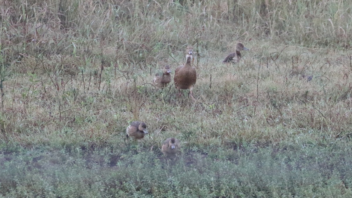 Plumed Whistling-Duck - ML152230461