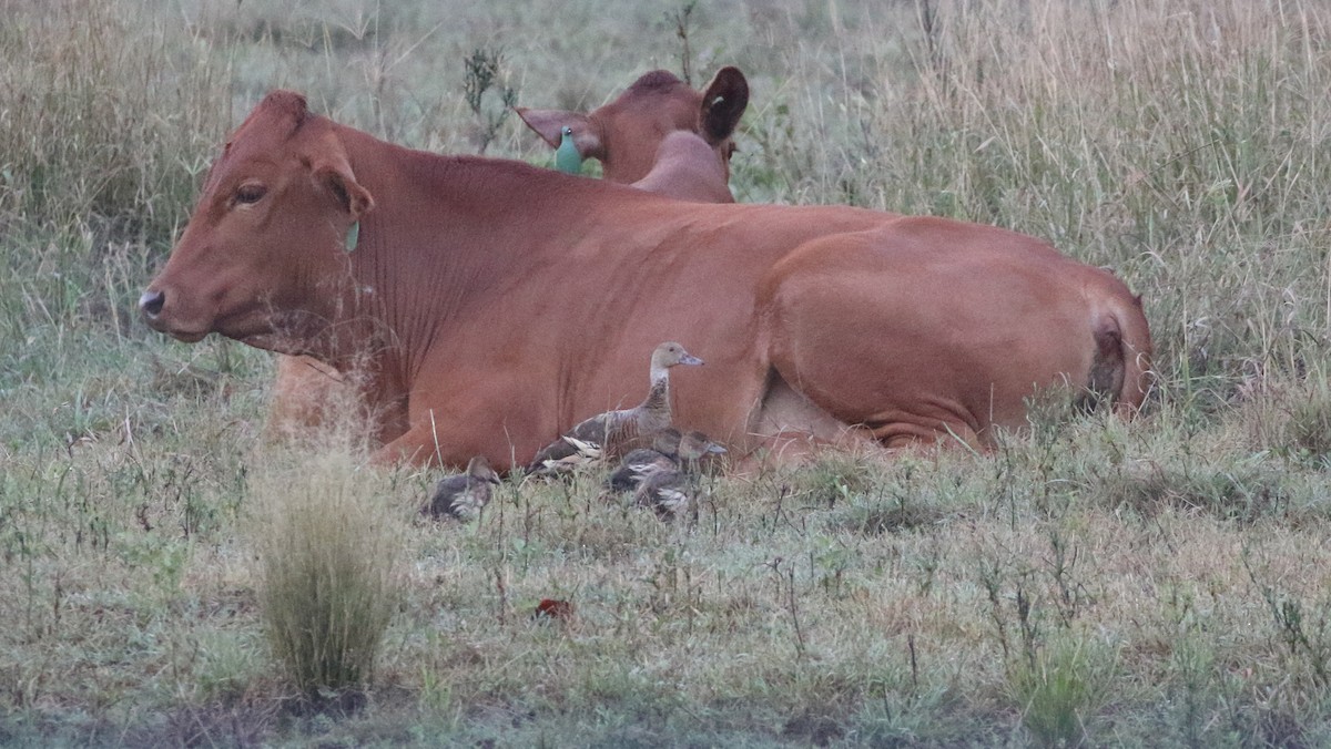 Plumed Whistling-Duck - ML152230471