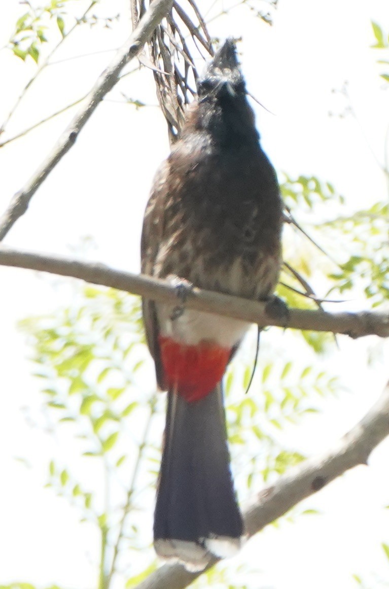 Bulbul à ventre rouge - ML152230971