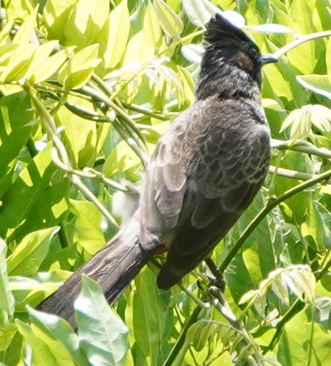 Bulbul à ventre rouge - ML152230981