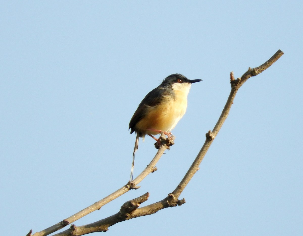 Ashy Prinia - ML152231651