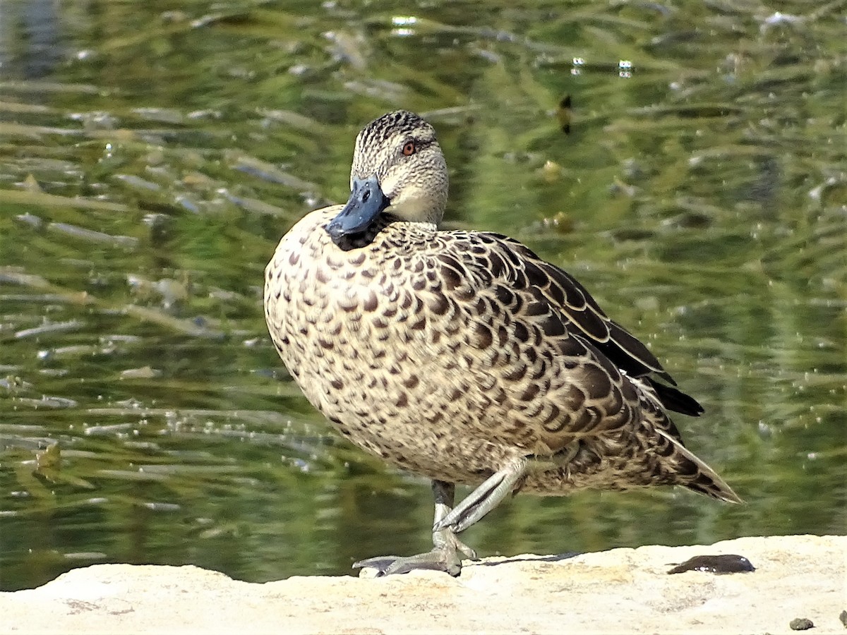 teal sp. - Richard Murray