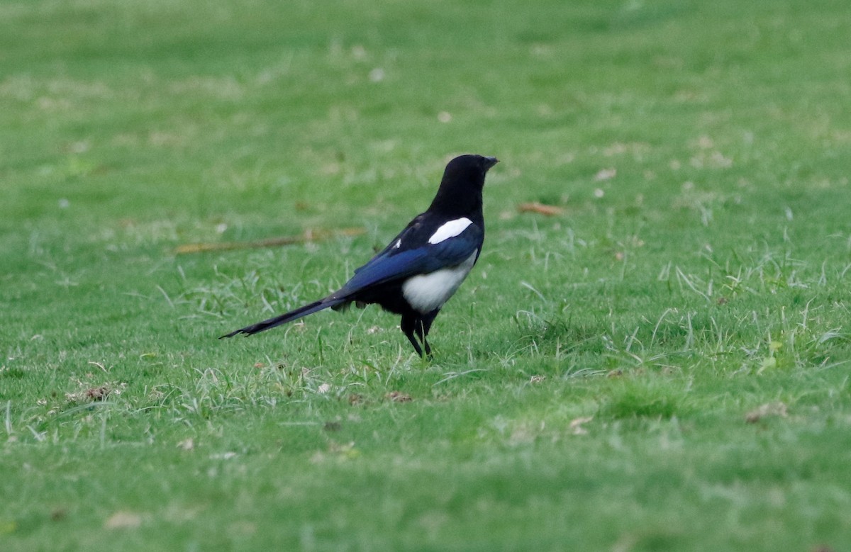 Oriental Magpie - ML152232241