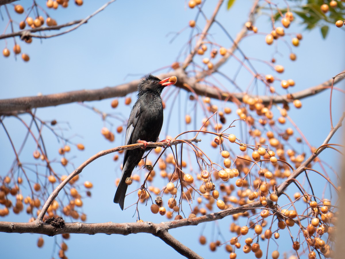 Black Bulbul - 美華 曾