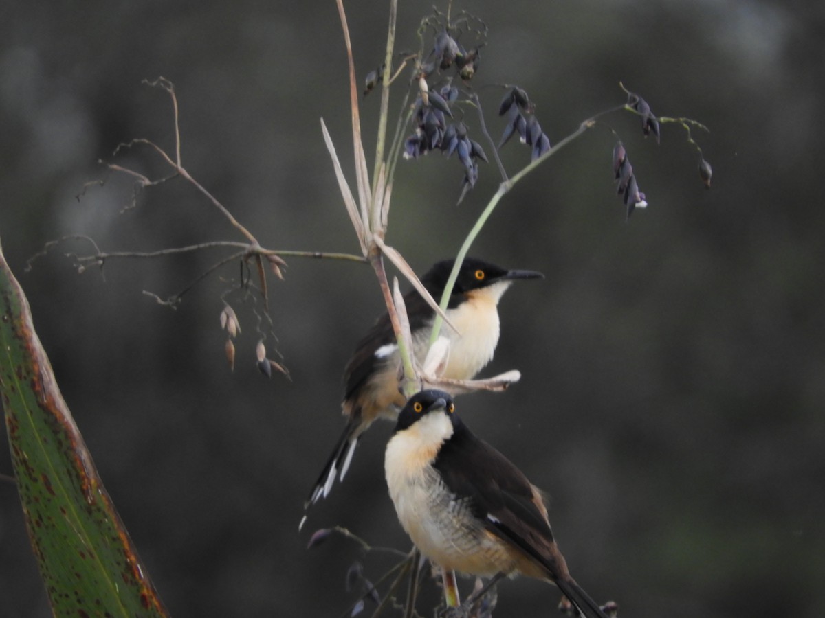 Black-capped Donacobius - ML152232941