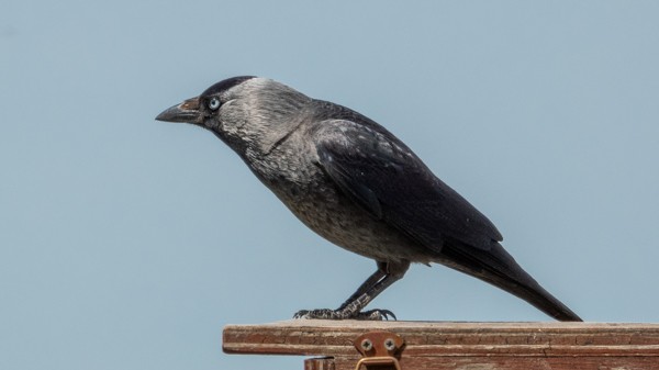 Eurasian Jackdaw - ML152233671