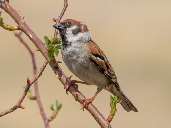 Eurasian Tree Sparrow - ML152233941