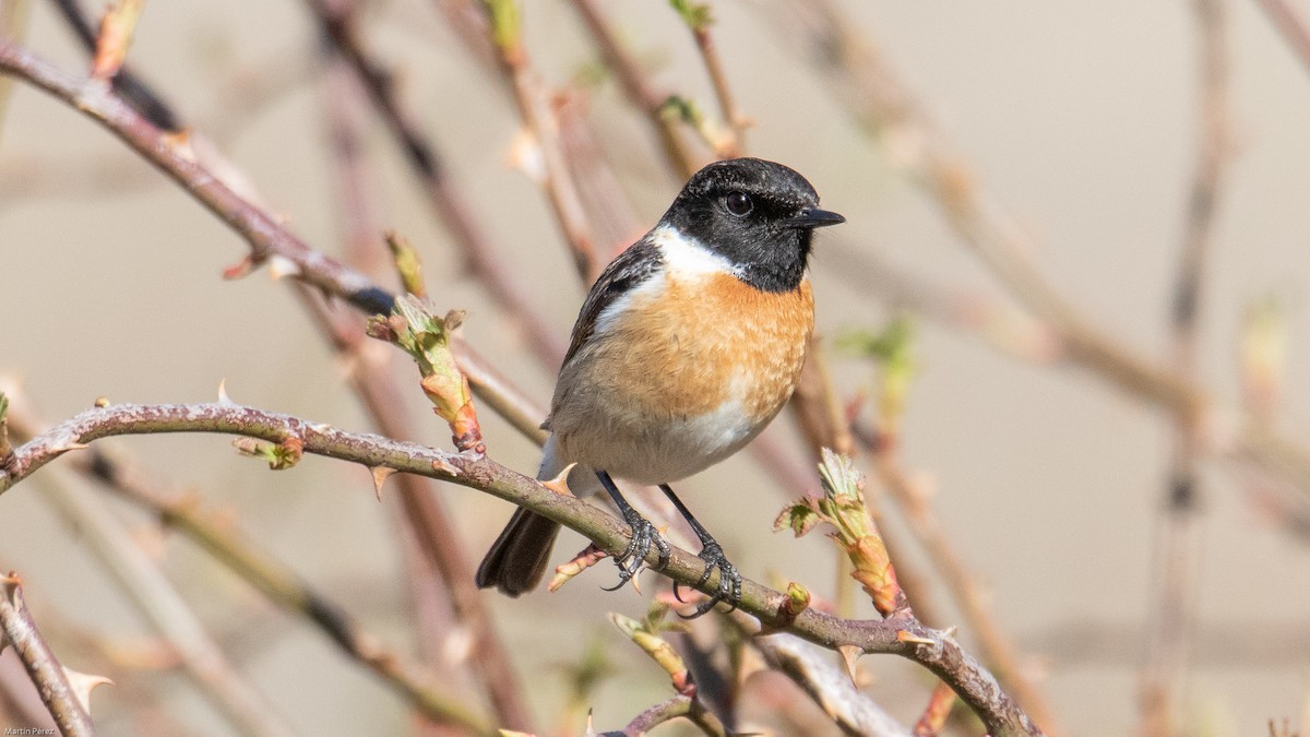 European Stonechat - ML152234001