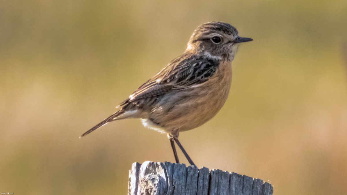 European Stonechat - ML152234011