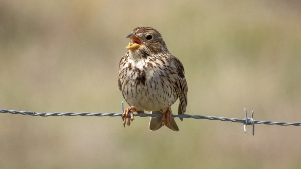 Corn Bunting - ML152234281