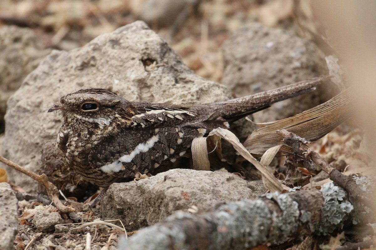 Slender-tailed Nightjar - Oscar Campbell